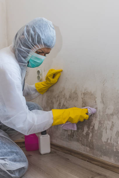 Best Mold Removal for HVAC Installations  in Craigsville, WV