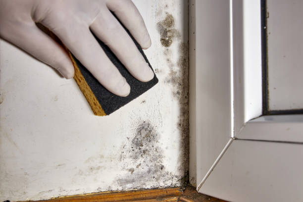 Best Commercial Mold Inspection  in Craigsville, WV