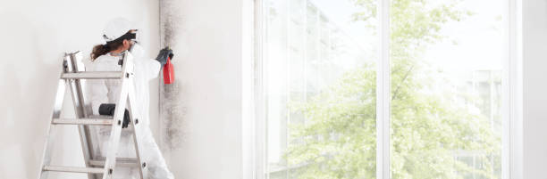 Best Black Mold Removal  in Craigsville, WV